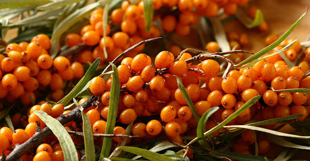 Sea Buckthorn Extract